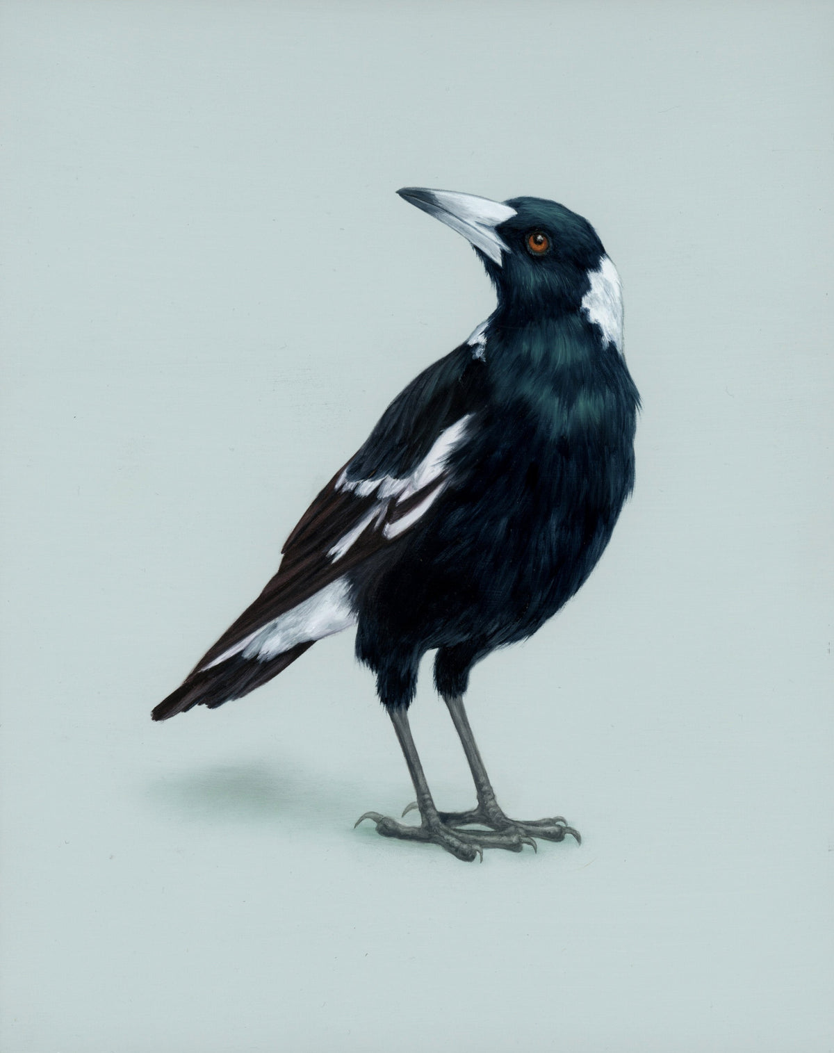 Birds & Wildlife
