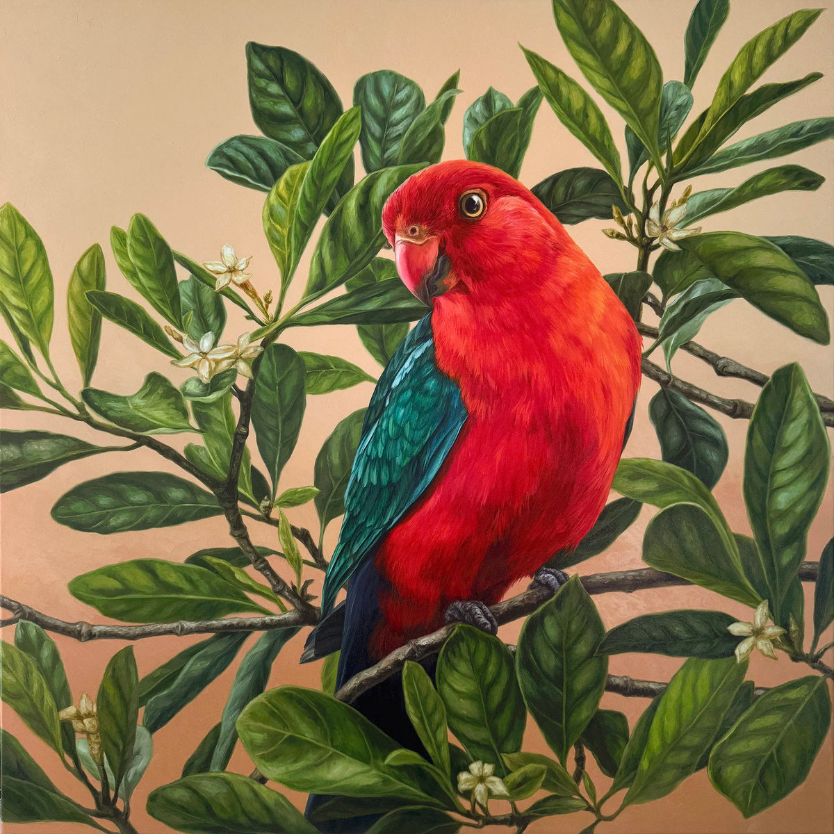A Burst of Red and Green (Male King Parrot) - Alex Louisa by Alex Louisa