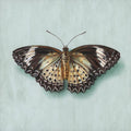 Leopard Lacewing - Alex Louisa by Alex Louisa