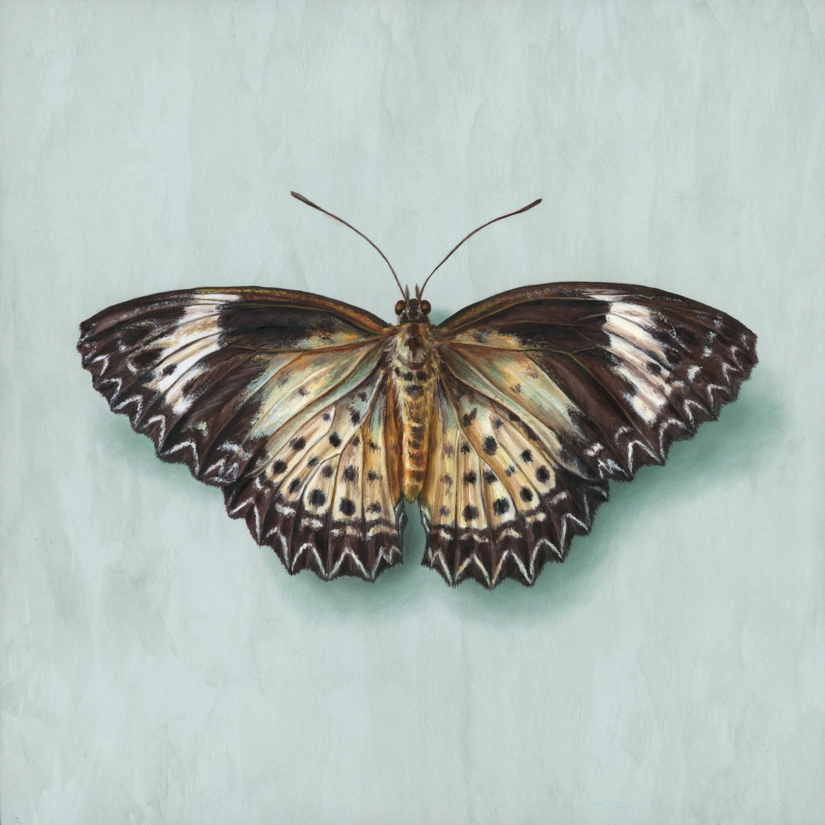 Leopard Lacewing - Alex Louisa by Alex Louisa