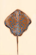 Exploration of Rays #7 - Prudence Coburn by Prudence Coburn