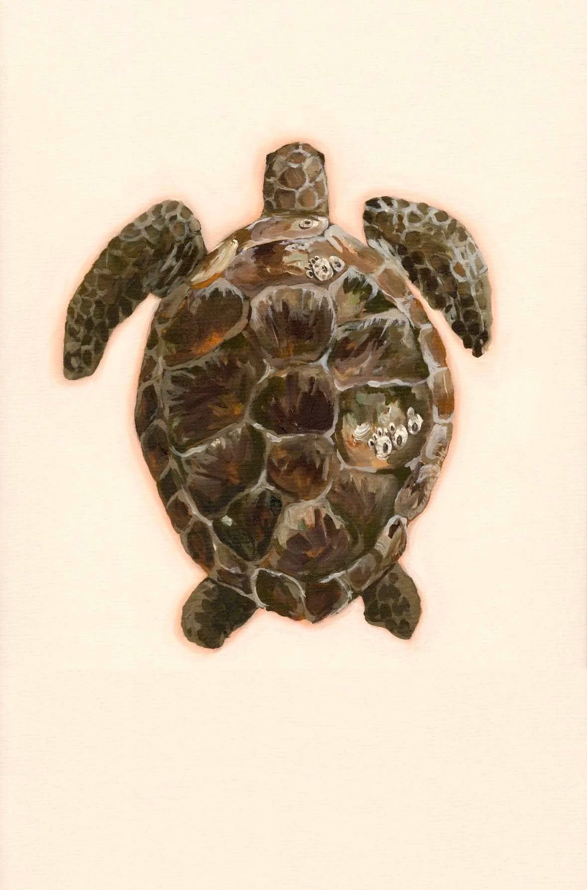 Exploration of Turtles # 1 - Prudence Coburn by Prudence Coburn