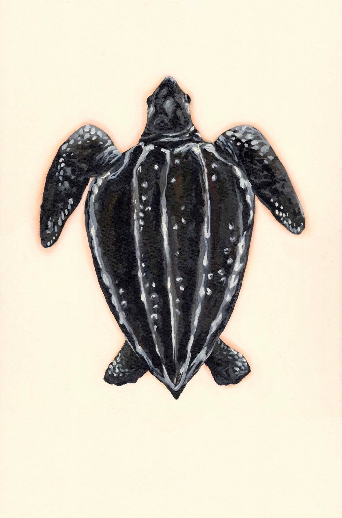 Exploration of Turtles #2 - Prudence Coburn by Prudence Coburn