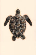 Exploration of Turtles #3 - Prudence Coburn by Prudence Coburn