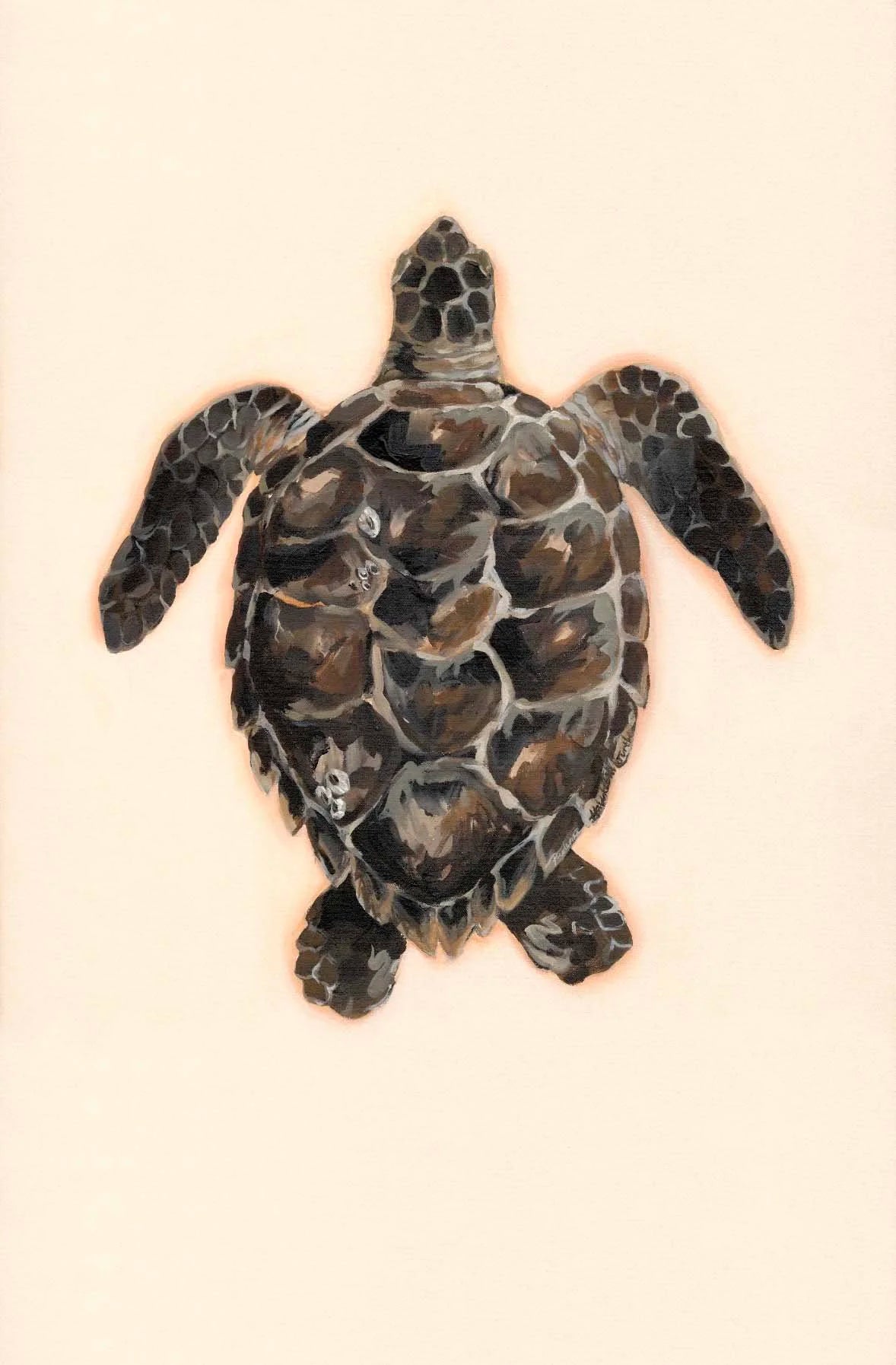 Exploration of Turtles #3 - Prudence Coburn by Prudence Coburn